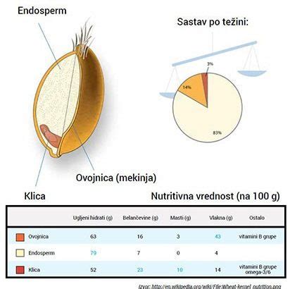shema razvoja glutena med gnetenjem testa