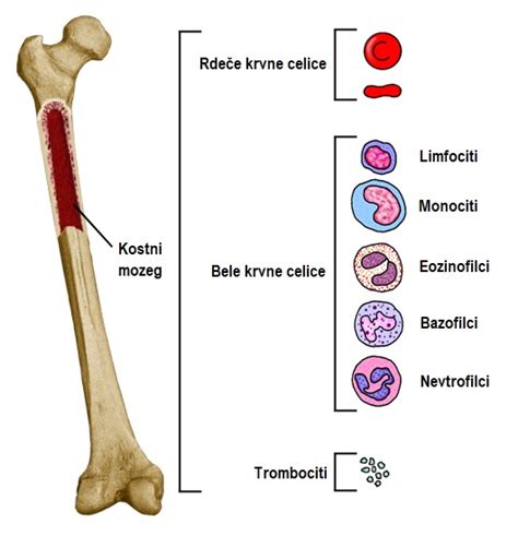 Ilustracija različnih vrst belih krvničk (levkocitov)