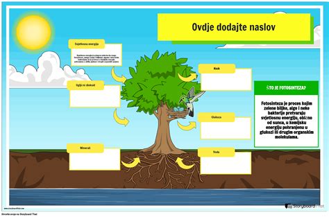 Infografika: Anatomija rastline brokolija s poudarkom na užitnih delih