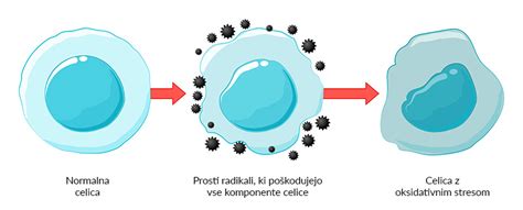 Ilustracija celic in prostih radikalov