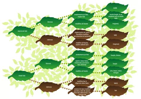 grafični prikaz pomanjkanja hranil pri rastlinah s poudarkom na rumenenju listov