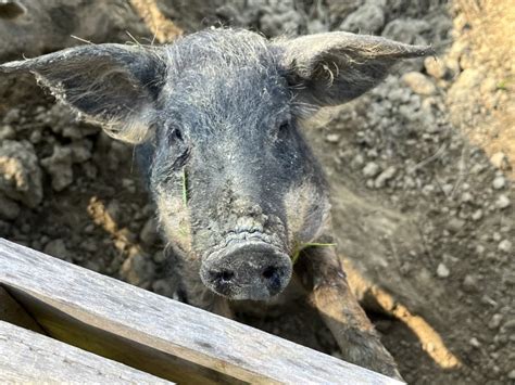 Fotografija pasme prašičev Mangalica