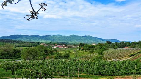 Pogled na kraško pokrajino z vinogradi in tradicionalnimi hišami