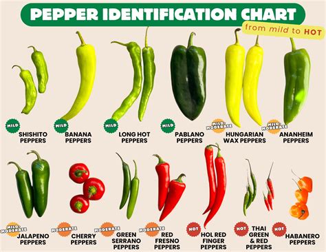 Thematic photo of various types of bell peppers, highlighting conical red peppers