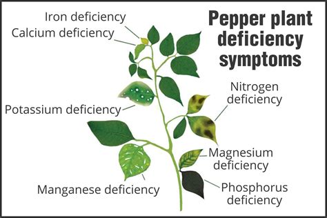 Infographic on the importance of watering bell peppers and signs of calcium deficiency