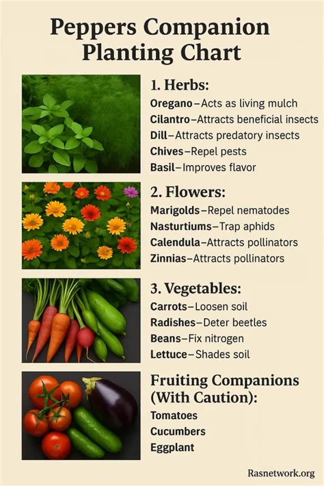 Visual guide to companion planting for bell peppers, showing beneficial and harmful neighbors