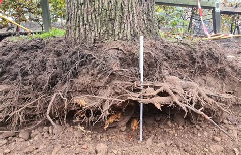 Shema pravilnega reza korenine zelja