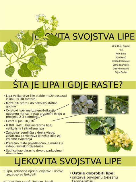ilustracija Najevske lipe ali simbolične lipe v vasi
