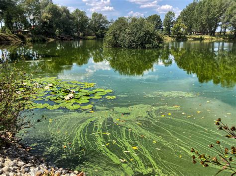 Tematska fotografija vodne trave divjega riža v jezeru v Kanadi