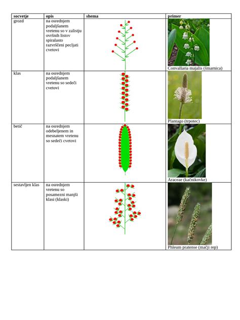 Prikaz pravilnega rezanja socvetja brokolija.