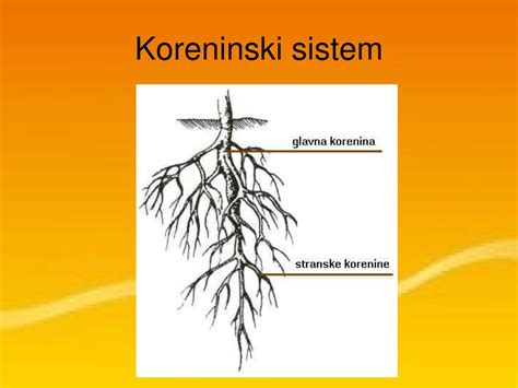 koreninski sistem čičerike