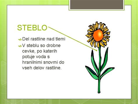 Diagram, ki prikazuje botanično razliko med sadjem in zelenjavo (del rastline, ki nastane iz cveta z semeni kot sadje, ostali deli kot zelenjava)