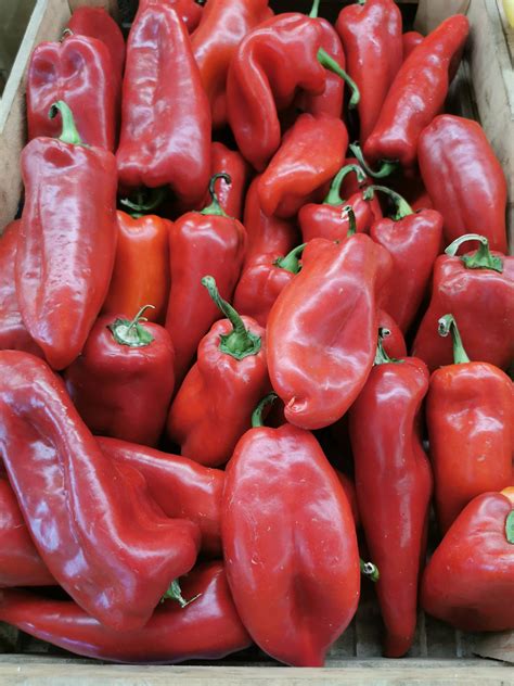 Sveža rdeča čili paprika in zelišča poleg sklede paradižnikove omake