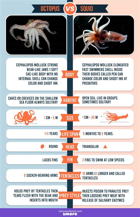 Infographic on how to clean squid