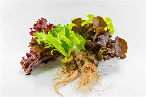 fotografija sadik plodovk v setvenih ploščah z dobro razvitimi koreninami