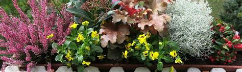 fotografija pisane zasaditve plodovk v posodah na balkonu