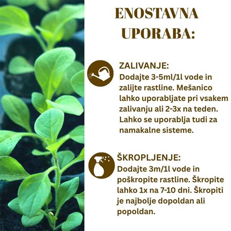 shema rasti brokolija: prikaz od korenin do socvetja, ki spominja na drevesno krošnjo