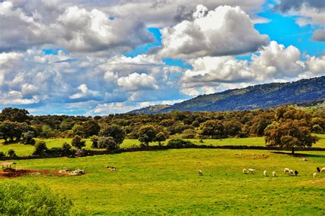 Fotografija hrastovega gozda z želodom na tleh in iberskimi prašiči, ki se pasejo.