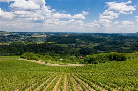 vinogradi Goriških Brd s pogledom na okoliške hribe