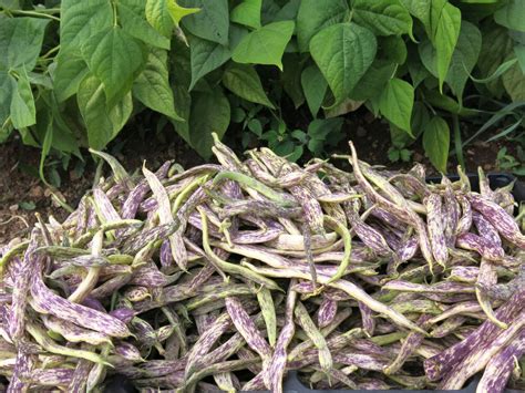 Ilustracija različnih sort fižola z njihovimi osnovnimi značilnostmi