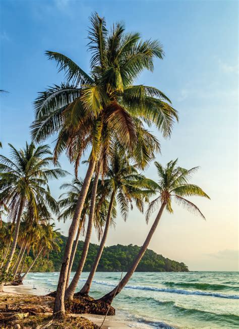 Tematska fotografija kokosove palme in kokosovih orehov na plaži