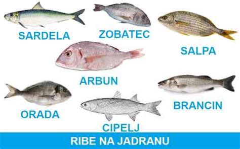 ilustracija različnih vrst rib za ribnike