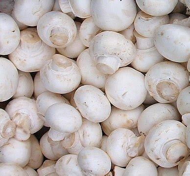 Infografika: Morfološke značilnosti Agaricus bisporus z označenimi deli