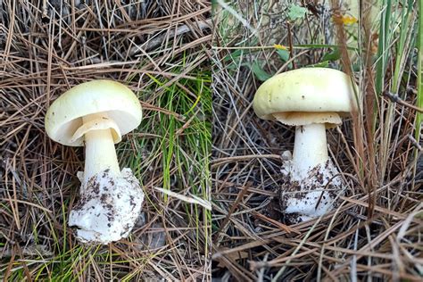 Primerjalna infografika: Razlike med užitnim šampinjonom in strupenimi podobnimi gobami (npr. Agaricus xanthoderma, Amanita phalloides)