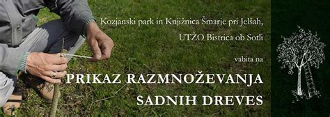 Prikaz razmnoževanja jagod z viticami