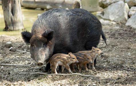 Fotografija divjih svinj na kmetijski površini