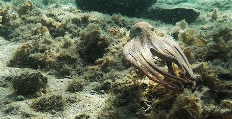 shema kuhanja hobotnice v vreli vodi