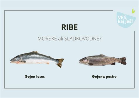 Fotografija morske solate ali različnih solat iz Ribjega bistroja