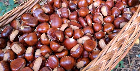 Ilustracija sveže nabranega kostanja v košari