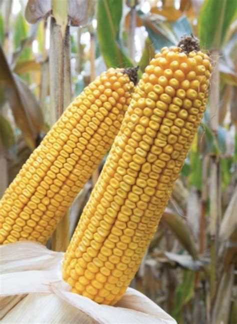 Ilustracija srbske česnice z vstavljenimi simboli (kovanec, česen, koruza, fižol)