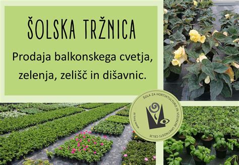 Infografika: Pregled najpomembnejših kitajskih zelišč in njihovih učinkov po TKM