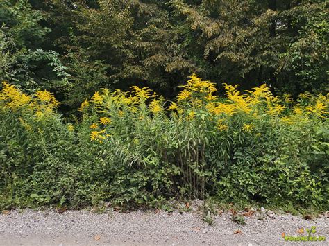 fotografija rastline gornik in zlata rozga