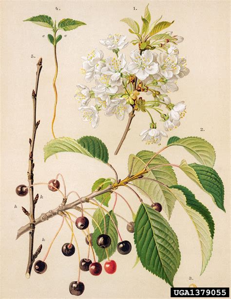 Illustration of a wild cherry tree (Prunus avium) in bloom, showing flowers and leaves