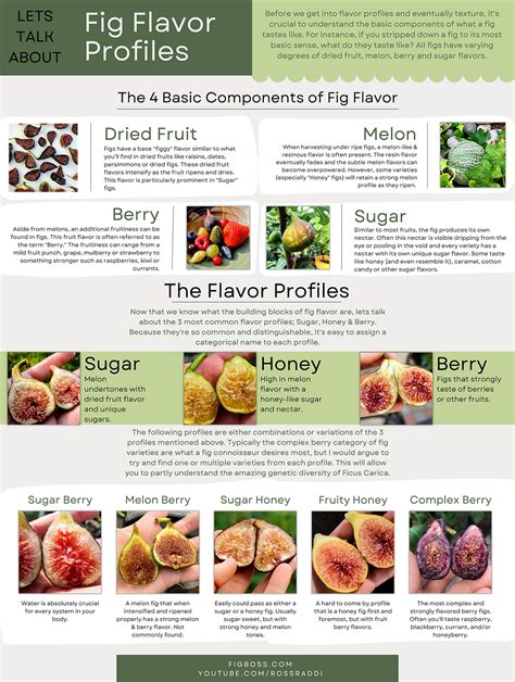 Infographic on how to choose ripe figs