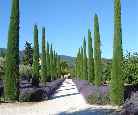 Thematic photo of Gostilna Korte's summer garden with cypress trees and green hills in the background