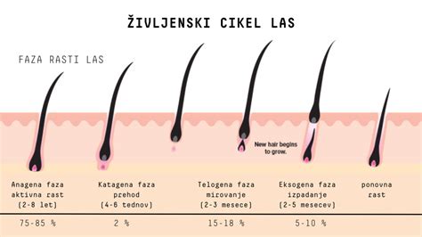 Shematski prikaz faz rasti las (anagena, katagena, telogena)