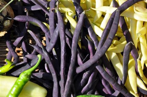 Pisano obarvani stroki fižola, ki prikazujejo raznolikost sort.