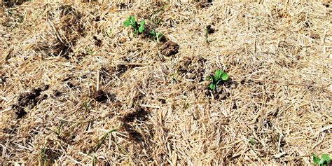 Fotografija različnih vrst stročnic, ki rastejo na vrtu.