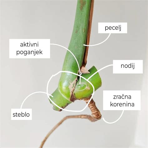 Shematski prikaz rastline riža z označenimi deli: korenine, steblo, listi, socvetje (lat) in zrna.