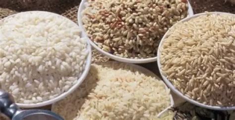 Različne vrste riževih zrn: dolgozrnati, srednjezrnati in kratkozrnati, ter barvni riži (rjavi, rdeči, črni).