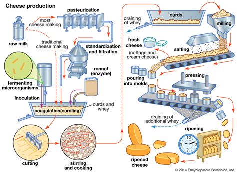 Infographic showing the steps for making cottage cheese cream
