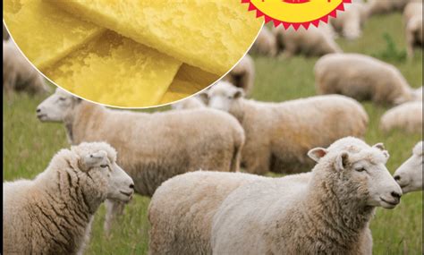 Fotografija: Hlebec istrskega ovčjega sira s prečnim rezom