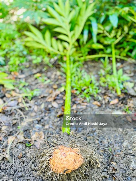 The konjac plant and its root