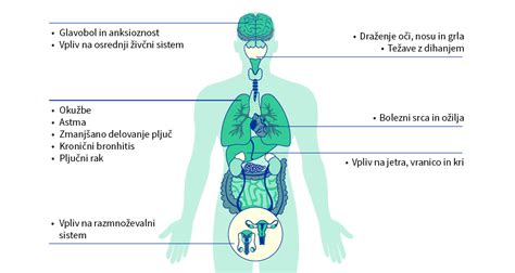shema lokacije timusa v človeškem telesu