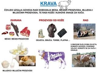 Shema razsekanih kosov goveda