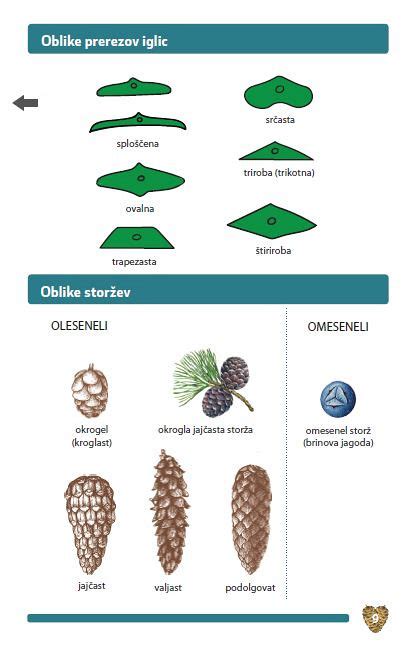 Slikovni prikaz rastline navadne in tatarske ajde